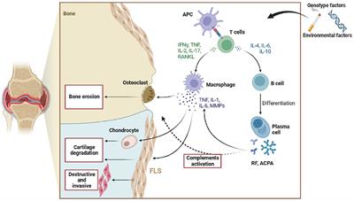 Advantages of Chinese herbal medicine in treating rheumatoid arthritis: a focus on its anti-inflammatory and anti-oxidative effects